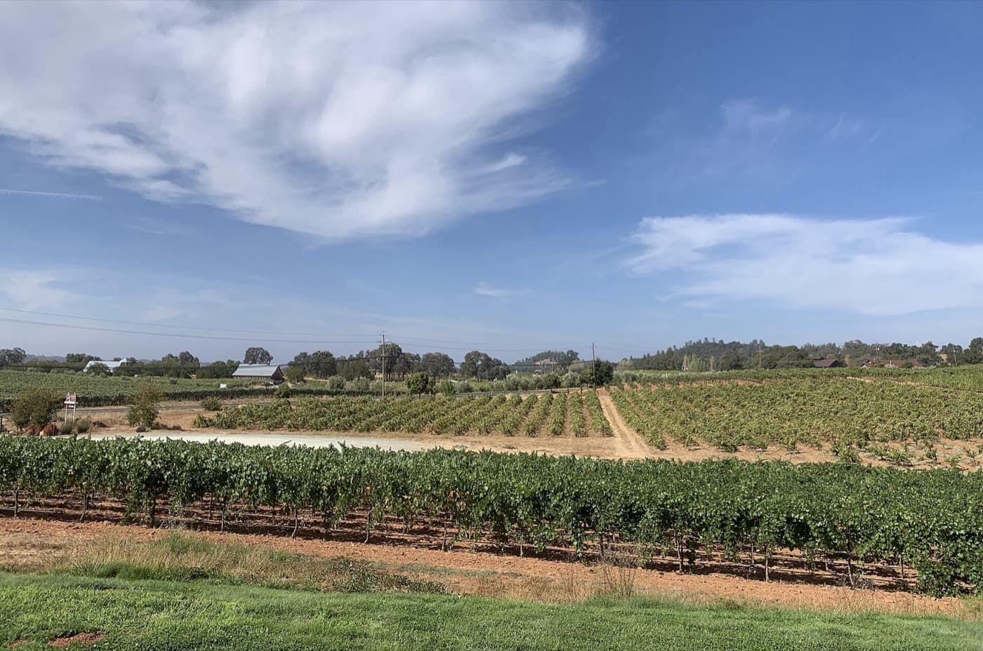 Rows of vines across the rolling Shenandoah Valley near Plymouth, California